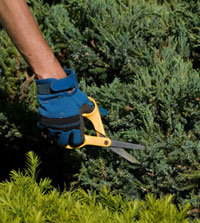 trimming shrubs